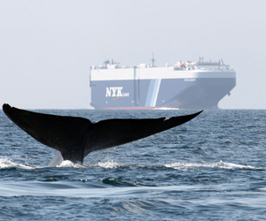 Changes for Whales - Gansbaai Daily News