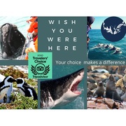 Dyer Island Marine Big 5 Whale Tour