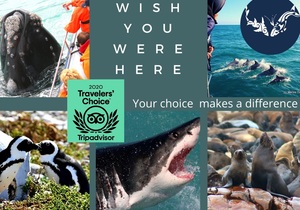 Dyer Island Marine Big 5 Whale Tour