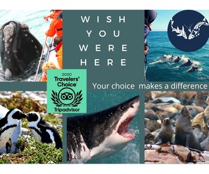 Dyer Island Marine Big 5 Whale Tour