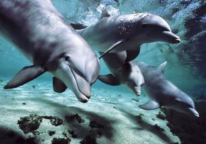 Good News for Dolphins - Gansbaai Daily News