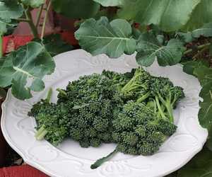 Rosemary's Organic Herb Garden