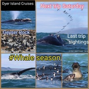 Next Dyer Island Marine Big 5 Tours: 17 + 18 July 2021