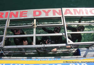 Next Marine Dynamics Shark Cage Diving Trip: 17 July 2021