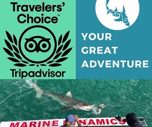 Next Marine Dynamics Shark Cage Diving Trip: 23 July 2021