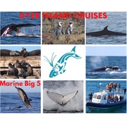 Next Dyer Island Marine Big 5 Tour: Thursday, 23 July 2021