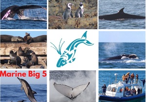 Next Dyer Island Marine Big 5 Tour: Thursday, 23 July 2021