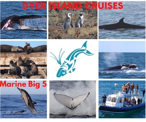 Next Dyer Island Marine Big 5 Tour: Thursday, 23 July 2021
