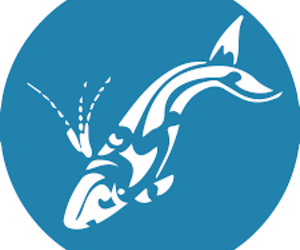 Next Dyer Island Marine Big 5 Tour: Saturday, 30 July 2021