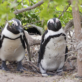 Dyer Island Conservation Trust - Xplorioâ„¢ Gansbaai 