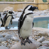 African Penguin & Seabird Sanctuary - Xplorioâ„¢ Gansbaai 