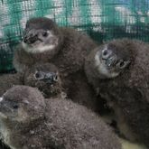 African Penguin & Seabird Sanctuary - Xplorioâ„¢ Gansbaai 