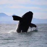 The Whale Unit - Xplorioâ„¢ Hermanus