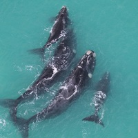 The Whale Unit - Xplorioâ„¢ Hermanus