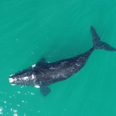 DJ - The Whale Unit - Xplorioâ„¢ Hermanus