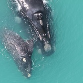 Granny - The Whale Unit - Xplorioâ„¢ Hermanus