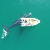 The Whale Unit - Xplorioâ„¢ Hermanus