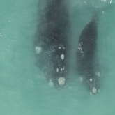 Maggie - The Whale Unit - Xplorioâ„¢ Hermanus