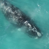 Blanca - The Whale Unit - Xplorioâ„¢ Hermanus