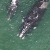 Lucca - The Whale Unit - Xplorioâ„¢ Hermanus