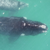 Splash - The Whale Unit - Xplorioâ„¢ Hermanus