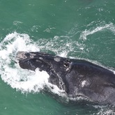 V - The Whale Unit - Xplorioâ„¢ Hermanus