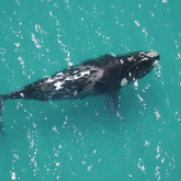 Thembe - The Whale Unit - Xplorioâ„¢ Hermanus