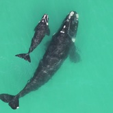 Fluke - The Whale Unit - Xplorioâ„¢ Hermanus