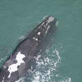 Emma - The Whale Unit - Xplorioâ„¢ Hermanus