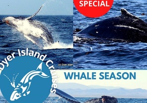 Next Dyer Island Marine Big 5 Tour: Tuesday, 3 August 2021