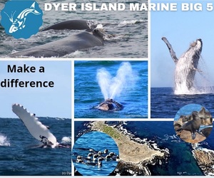 Next Dyer Island Marine Big 5 Tour: 4 August 2021