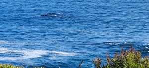 The whales have come to play!