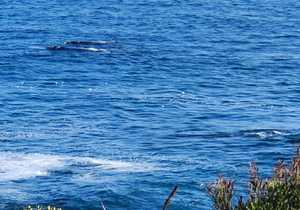 The whales have come to play!