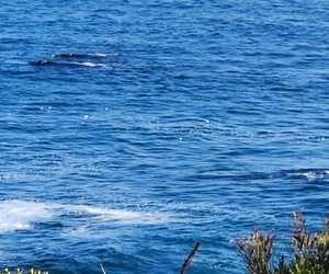 The whales have come to play!