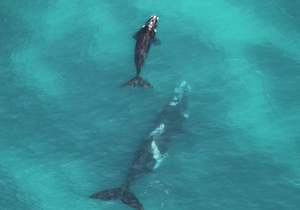 First Aerial Survey to Count Southern Right Whales between Hawston and Witsand