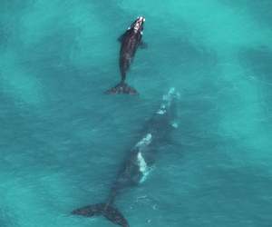 First Aerial Survey to Count Southern Right Whales between Hawston and Witsand