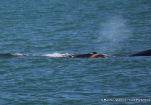 Daily Blog: 06 August 2021 | Shark Cage Diving in South Africa