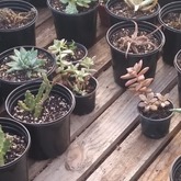 MacramÃ© - Overberg Cacti and Succulents - Xplorioâ„¢ Gansbaai