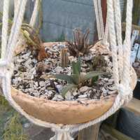 MacramÃ© - Overberg Cacti and Succulents - Xplorioâ„¢ Gansbaai
