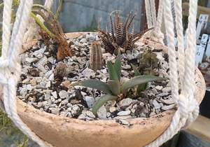 Hanging Clay Pots with Cacti and Succulent Plants