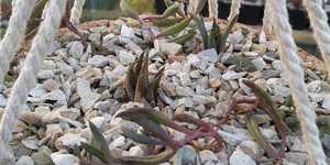 WhatsApp_Image_2021_08_11_at_11.55.47_1__1628843449