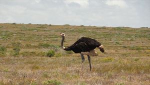 The Gracefully Awkward Ostrich