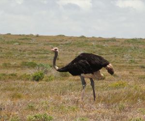 The Gracefully Awkward Ostrich