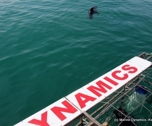 Daily Blog: 16 August 2021 | Shark Cage Diving in South Africa