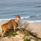 Eland at the beach - who says you canâ€™t do game viewing and whale watching at the same time! De Hoop Collection - Xplorioâ„¢ Bredasdorp