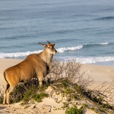 Eland at the beach - who says you canâ€™t do game viewing and whale watching at the same time! De Hoop Collection - Xplorioâ„¢ Bredasdorp