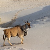Eland at the beach - who says you canâ€™t do game viewing and whale watching at the same time! De Hoop Collection - Xplorioâ„¢ Bredasdorp