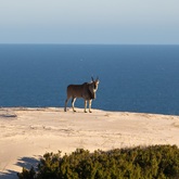 Eland at the beach - who says you canâ€™t do game viewing and whale watching at the same time! De Hoop Collection - Xplorioâ„¢ Bredasdorp