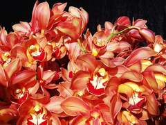 Orchid Potting and Care Workshop - 11 September 2021