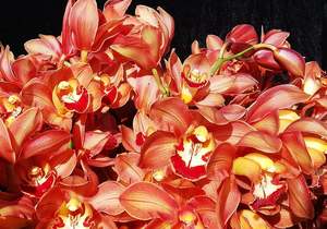 Orchid Potting and Care Workshop - 11 September 2021